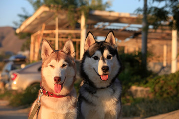 portrait two mammal race dogs purebred husky on the street