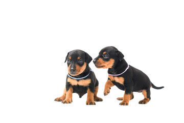 Two miniature pinscher puppies on white background