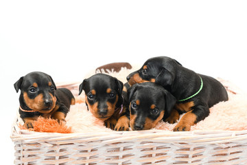 Miniature pinscher puppies in a basket, close-up.