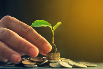 Return on investment concept and saving money for profit
Seedling on a blurred natural background - obrazy, fototapety, plakaty