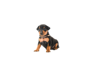 Close-up of Miniature Pinscher puppy on white background