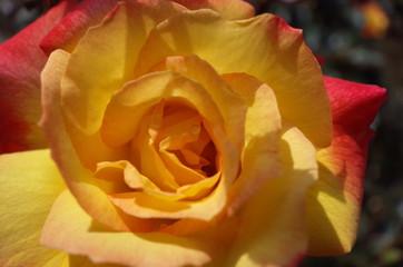 Fototapeta na wymiar Yellow blend Flower of Rose 'Charleston' in Full Bloom 