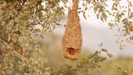 Home Of Birds