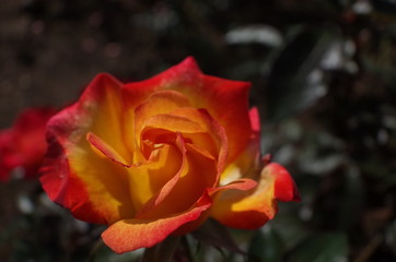 Yellow blend Flower of Rose 'Charleston' in Full Bloom
