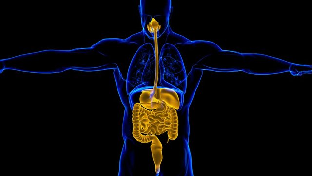 Human Digestive System Anatomy For Medical Concept 3D
