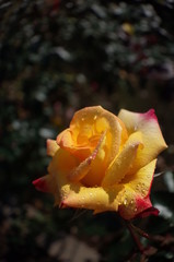 Yellow blend Flower of Rose 'Charleston' in Full Bloom
