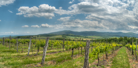 Fototapeta na wymiar champ de vigne devant un beau paysage de colline en Toscane en Italie au printemps