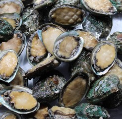 Abalones on ice in a seafood market