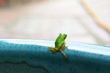 夏のアマガエルの子供