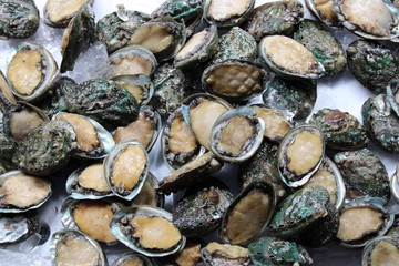 Abalones on ice in a seafood market