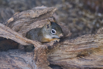 Naklejka na ściany i meble A rodents marmots chipmunks squirrel spotted on a tree trunk on hunting mood. Animal behavior themes. Focus on eye