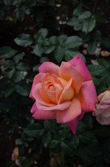 Light Pink Flower of Rose 'Chicago Peace' in Full Bloom
