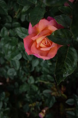 Light Pink Flower of Rose 'Chicago Peace' in Full Bloom