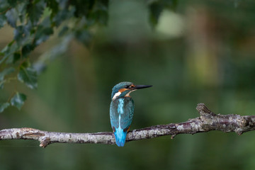 Common kingfisher, Alcedo atthis. The bird sitting on a branch above the water while waiting for fish. With copy-space