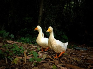 Indian Country ducks roaming in village. White Indian ducks roaming around.