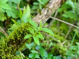 伊吹山で見つけた苔むした枝で育つ若葉＠滋賀