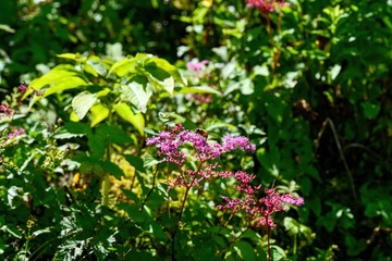 満開のシモツケソウとアブのコラボシーン＠伊吹山、滋賀