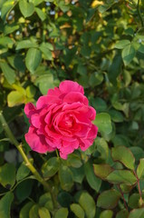 Pink Flower of Rose 'CI. Roseurara' in Full Bloom
