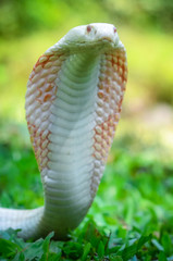 Fototapeta premium Albino Indian cobra - Naja naja (Linnaeus, 1758)