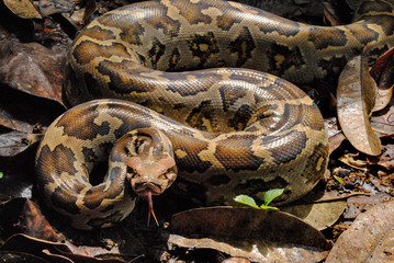 Indian rock python - Python molurus (Linnaeus, 1758)