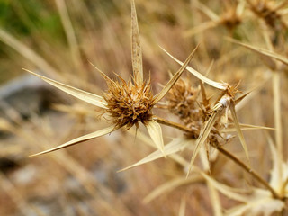 Thorn in the Eastern Crimea
