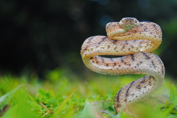 Sri Lanka cat snake- Boiga ceylonensis (Günther, 1858)