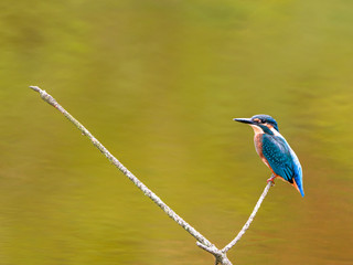 湿原のカワセミ（横）9