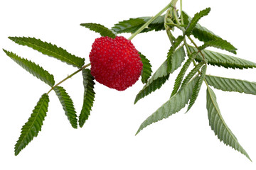 Raspberry berry with green leaves on a white background.