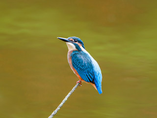 湿原のカワセミ（横）5