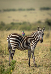 Fototapeta na wymiar Vertical portrait of a cute baby zebra standing with a lilac breasted roller in Masai Mara in Kenya