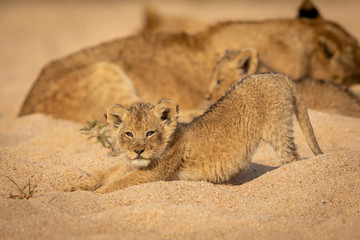 Cute baby lion cub stretching while resting with its pride in sandy river bed in Kruger Park South...
