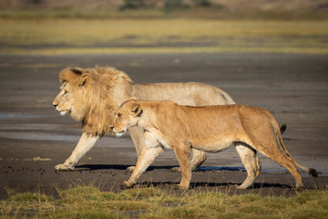 Pair of mating lions walking together side by side in Ngorongoro Conservation Area in Tanzania