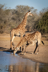 Naklejka na ściany i meble Vertical portrait of two thirsty giraffe standing at the edge of a waterhole drinking water in Kruger Park in South Africa