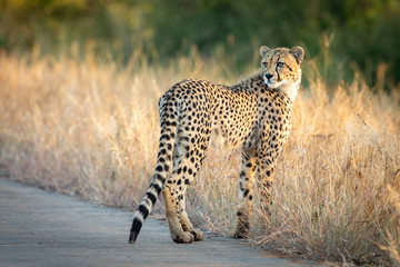Young cheetah standing in tall dry grass on the edge of the road in Kruger Park South Africa