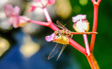Libelle