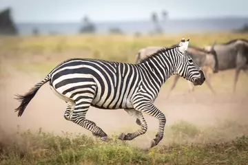 Keuken foto achterwand Vrouwelijke zebra die snel rent en stof achterlaat over de Amboseli-vlaktes in Kenia © stuporter