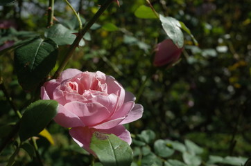 Faint Pink Flower of Rose 'Cottage Rose' in Full Bloom
