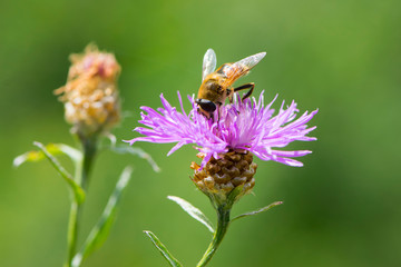 
bee collecting nectar from pink wildflower close-up green background