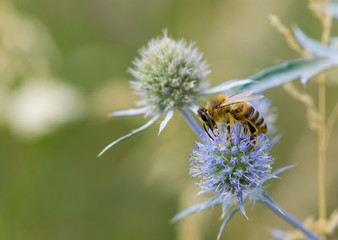 
bee collecting nectar from a thorny wildflower close-up