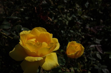Yellow Flower of Rose 'Dancing Girl of Izu' in Full Bloom
