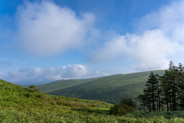Fototapeta premium 朝霧の車山高原