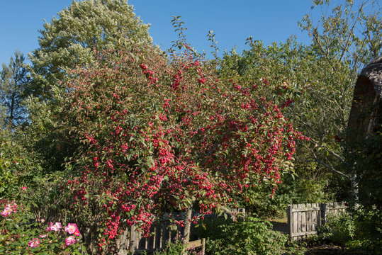 Bright Red Glossy Autumn Fruit on a Crab Apple Tree (Malus x robusta 'Red Sentinel') Growing in a Garden in Rural Devon, England, UK