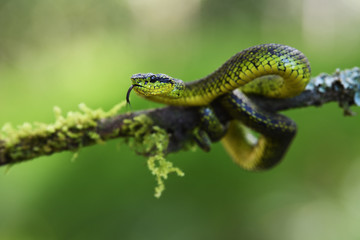 Talamancan palm-pitviper on branch flick tongue