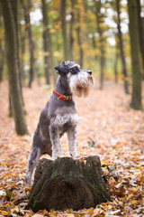 Portrait of Schnauzer is standing on stump. She is waiting for other order. And she is so cute.