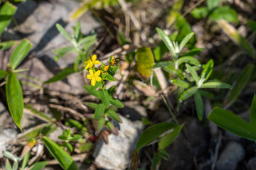夏の車山高原に咲く高山植物