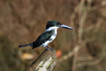 Female green kingfisher (Chloroceryle americana) perched on a tree