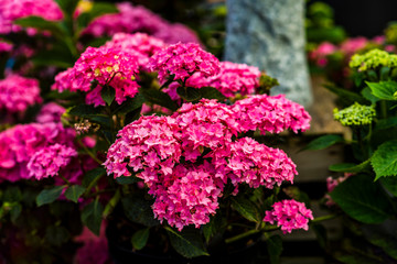 lush green sunlit summer garden