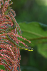 Talamancan palm-pitviper in red flower