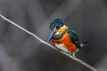 American pygmy kingfisher (Chloroceryle aenea) perched on a stick