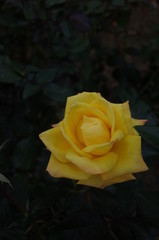 Yellow Flower of Rose 'Dr. Faust' in Full Bloom
